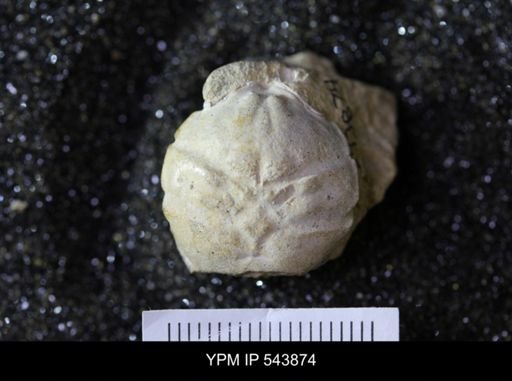 Dromiopsis sp.
