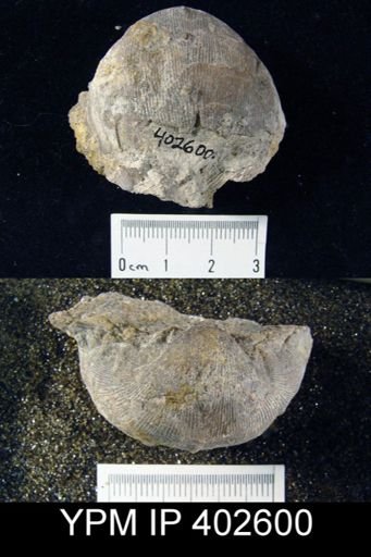 Linoproductus nodosus