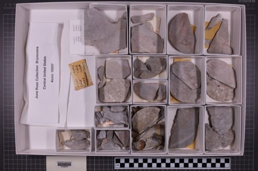 mixed taxa, stratigraphic collection