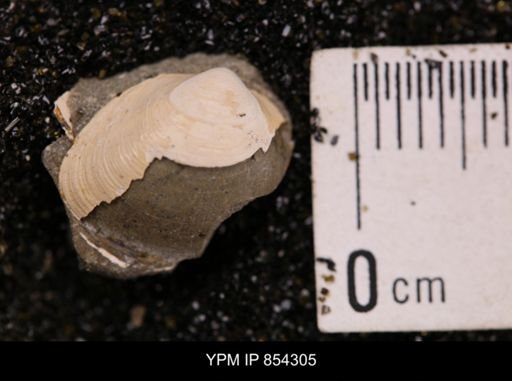 Limopsis striatopunctatus