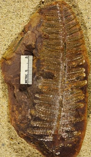 Pecopteris