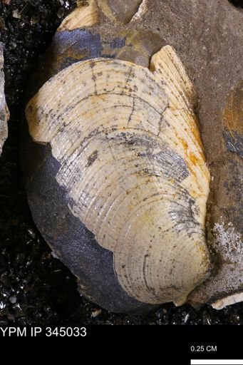 Limopsis striatopunctatus
