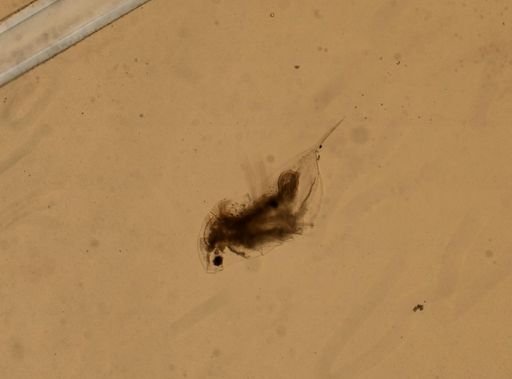 Daphnia