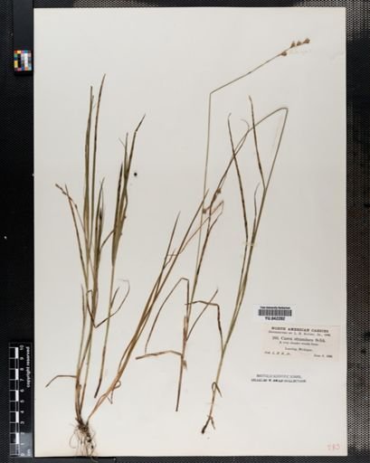 Carex tenera