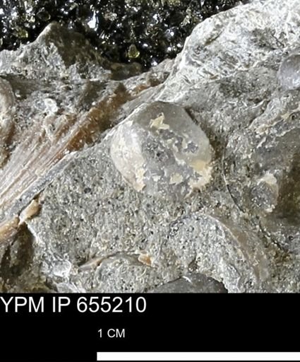 undet. Bivalvia