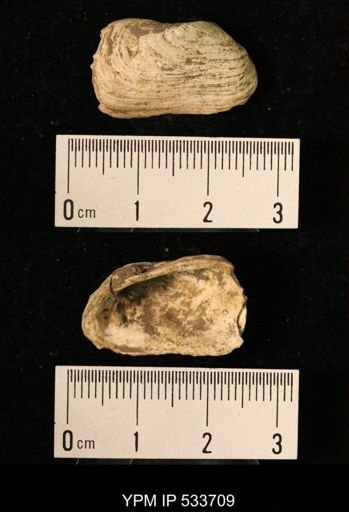 Yoldia arctica