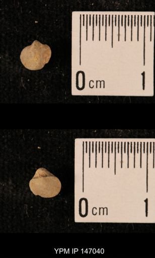 Ambocoelia planoconvexa