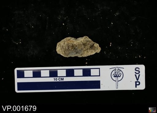 Hesperornis gracilis
