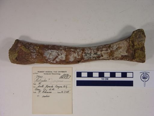 Redondasaurus gregorii