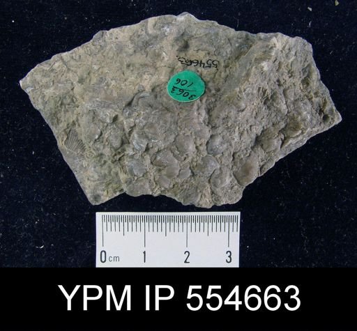 Hyattidina congesta