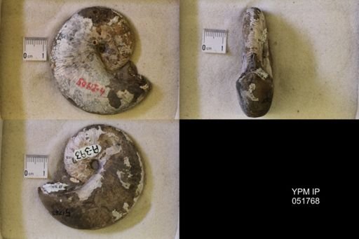 Hoploscaphites nicolletii