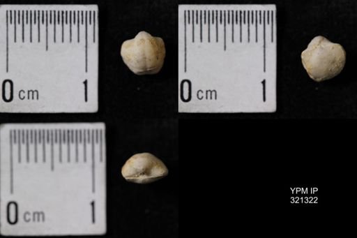 Ambocoelia umbonata