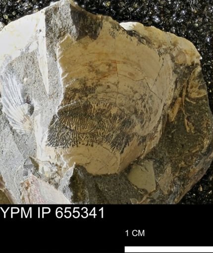 undet. Bivalvia