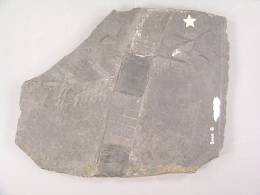 Loperia simplex