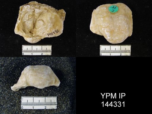 Productus (Linoproductus) lineatus