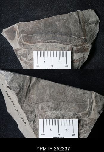 Eurypterus sp.