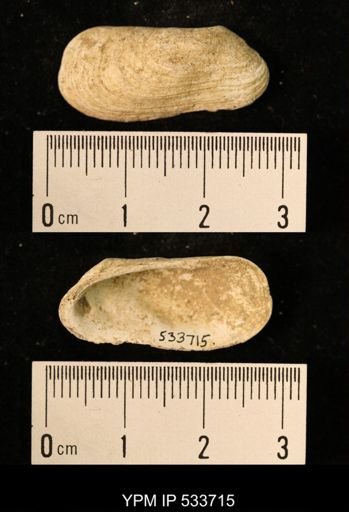 Hiatella arctica