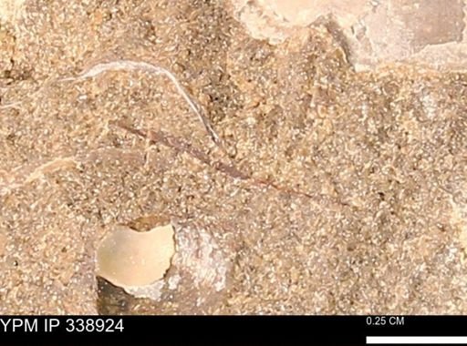 undet. Mollusca