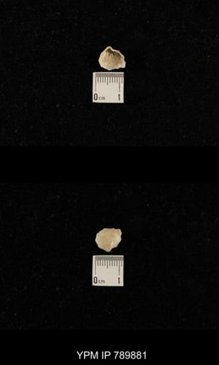 undet. Brachiopoda