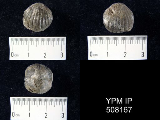 Camarotoechia ventricosa