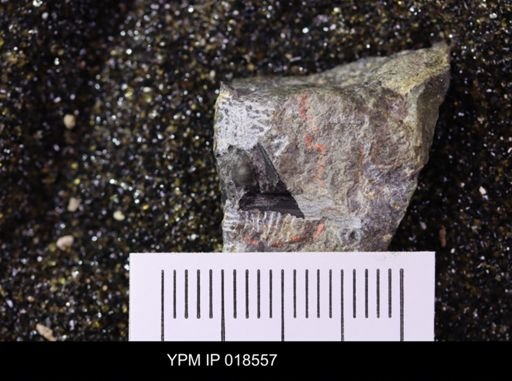 Bynumina terrenda