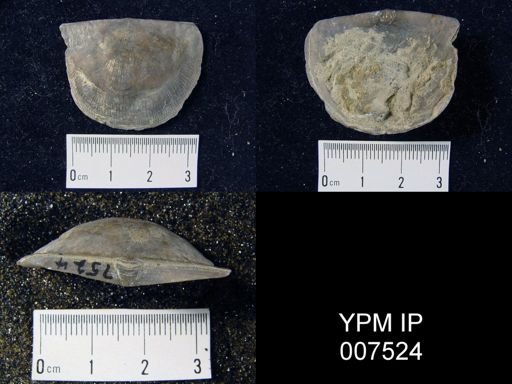 Strophomena neglecta