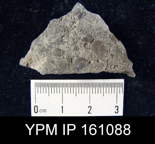 Dalmanella testudinaria