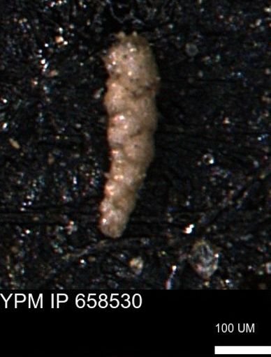 Verneuilinoides kansasensis
