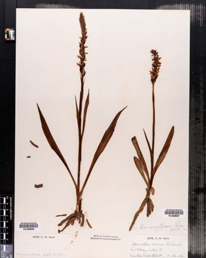 Spiranthes cernua