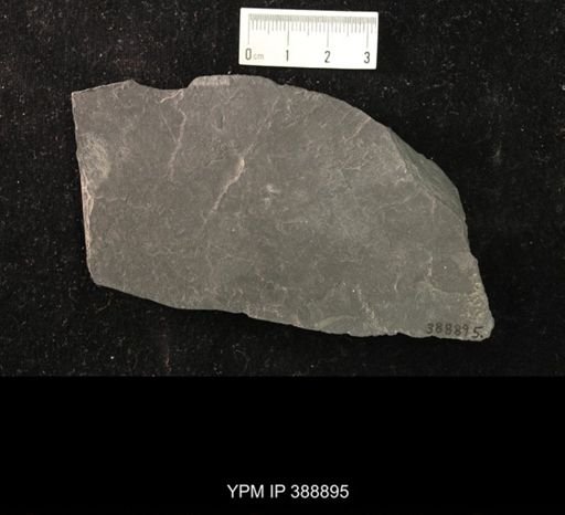 undet. Hexapoda
