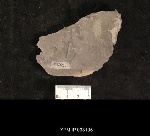 Mormolucoides articulatus