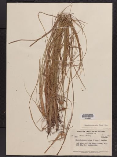 Rhynchospora