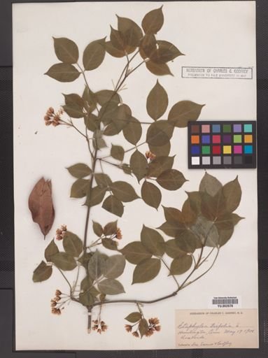 Staphylea trifolia