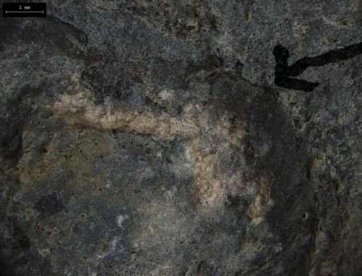 Aplocoma damesii