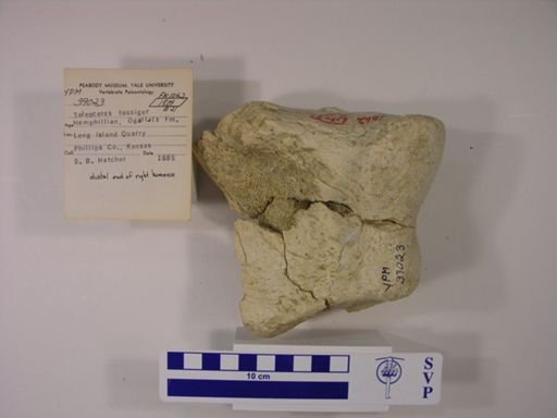 Teleoceras fossiger