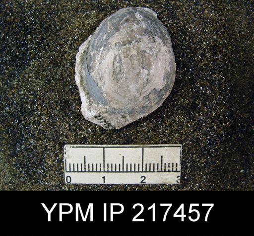 undet. Discinidae