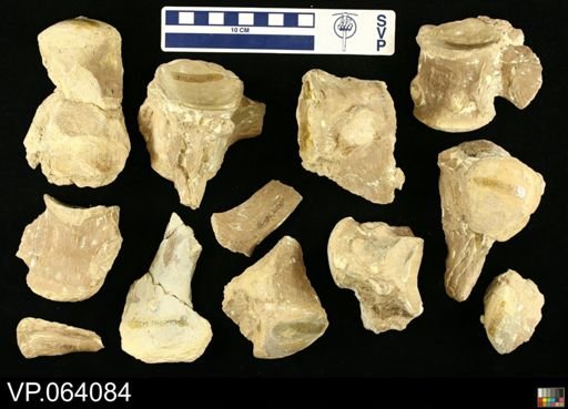 undet. Mosasauridae