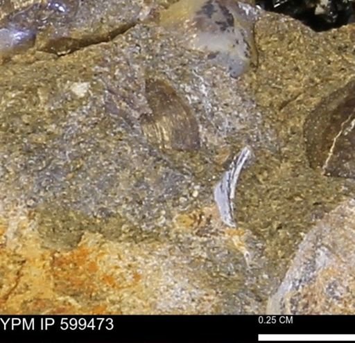Protocardia subquadrata