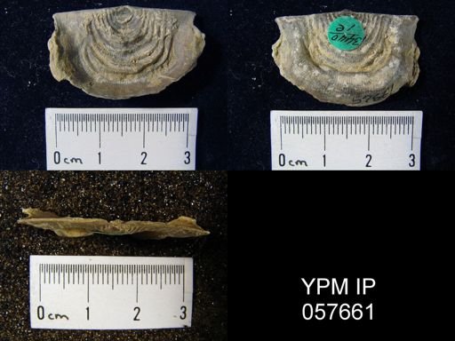 Leptaena rhomboidalis