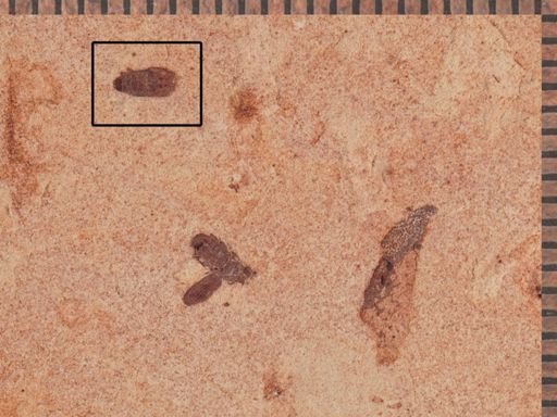 undet. Coleoptera