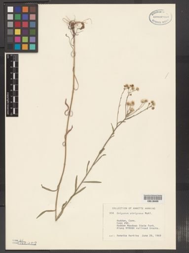 Erigeron strigosus