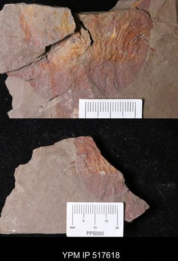 undet. Trilobita