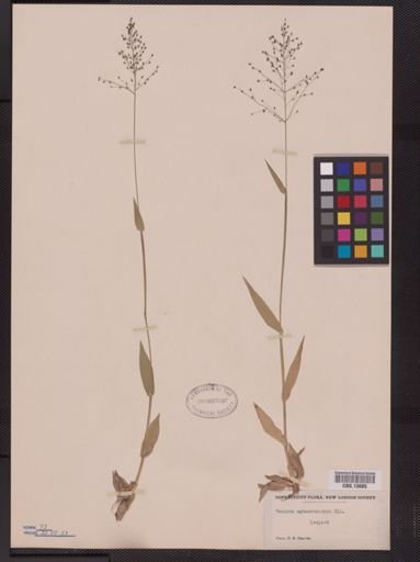 Panicum sphaerocarpon