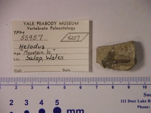 Helodus sp.