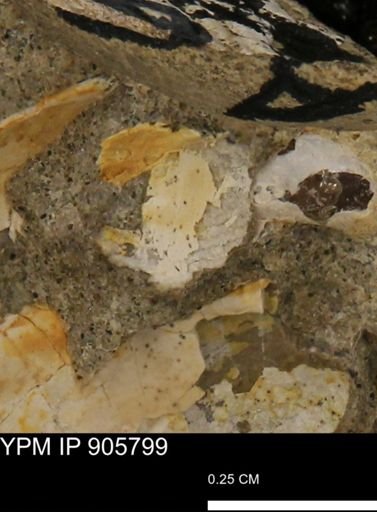 undet. Mollusca