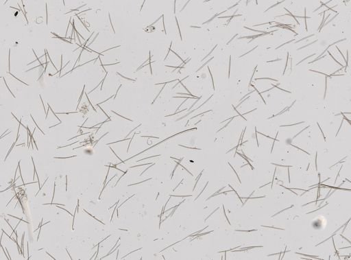 Haliclona (Gellius) flagellifera