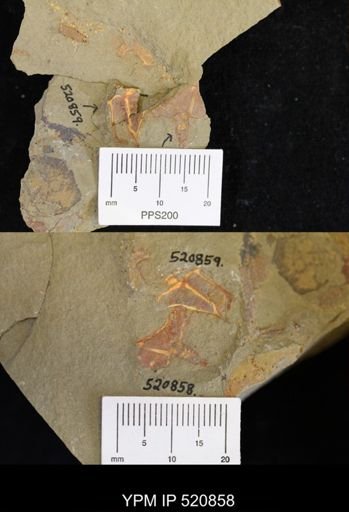 Thoralicystis sp.