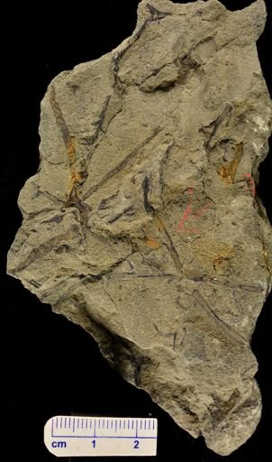 Chaleuria cirrosa