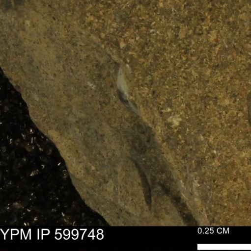 Protocardia subquadrata