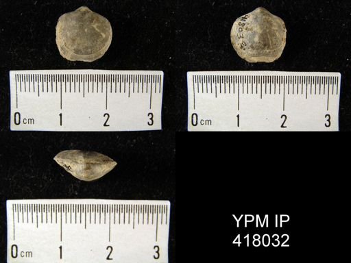 Dalmanella concinna